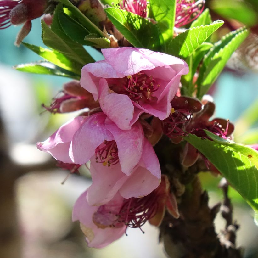 Nectarina enana Snow Baby Zaisno (Floración)