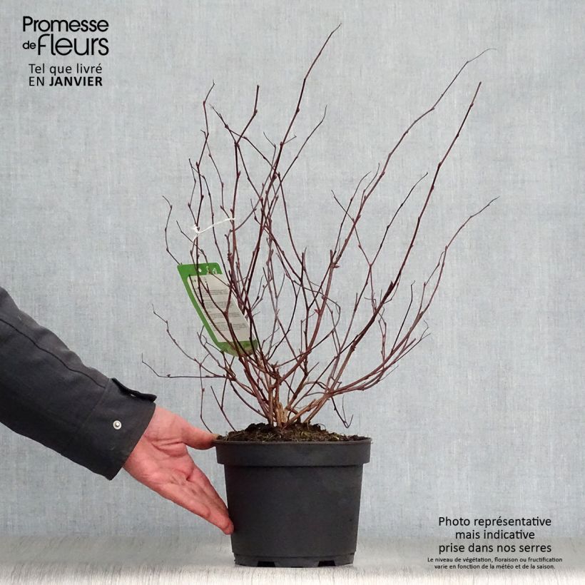 Neillia affinis Maceta 2L/3L Ejemplar entregado en invierno