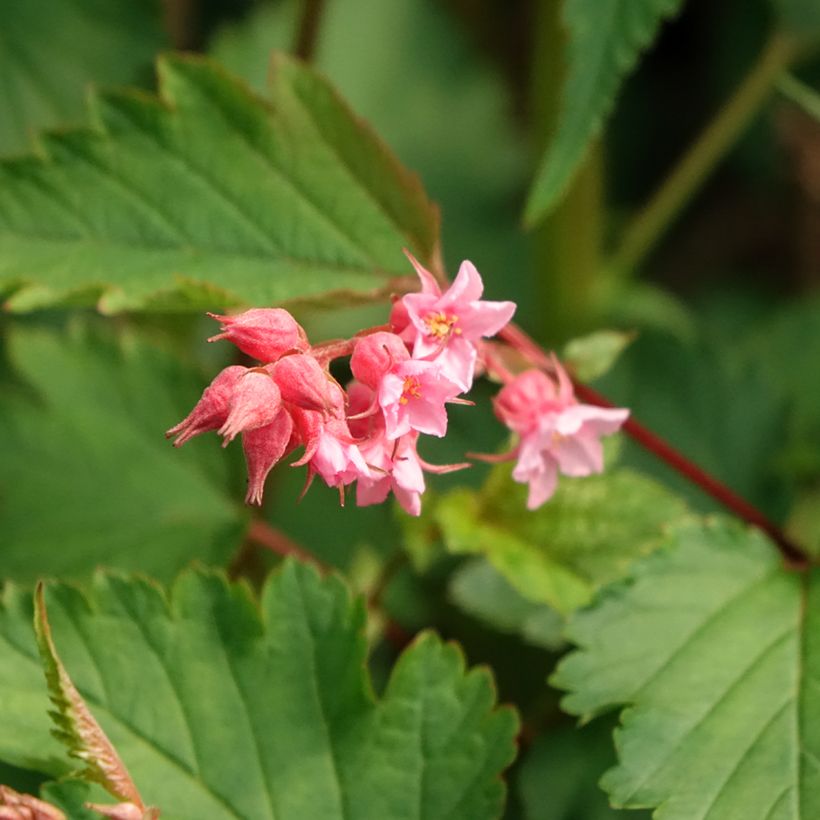 Neillia affinis (Floración)