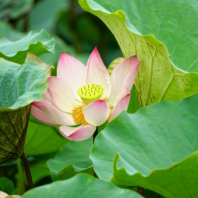 Nelumbo Guifei Zuijiu - Flor de loto (Follaje)
