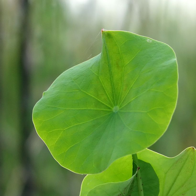 Nelumbo Pygmaea Pink - Flor de loto (Follaje)