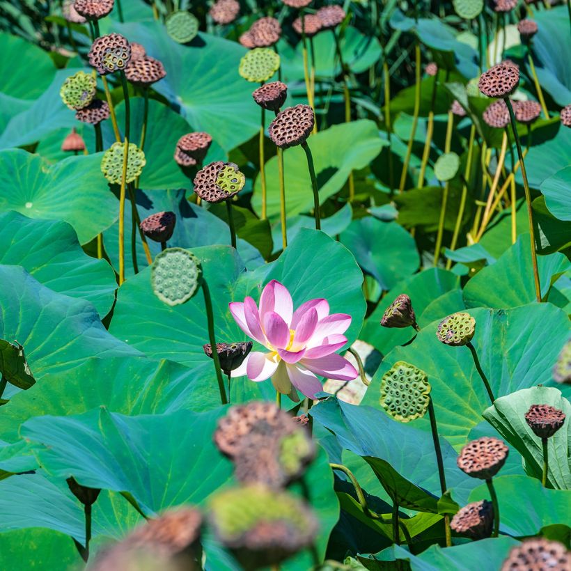 Nelumbo Red at Sunset - Flor de loto (Follaje)
