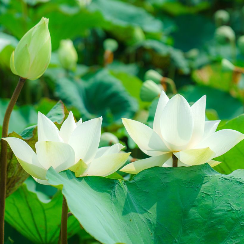 Nelumbo nucifera Hong Bian Yudie - Flor de loto (Floración)