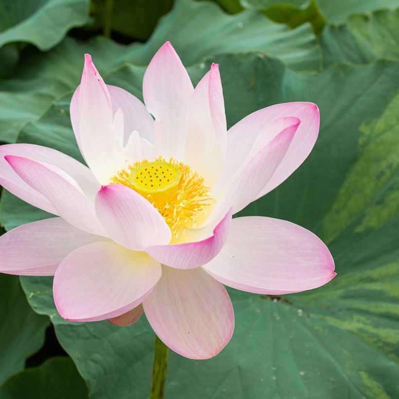 Nelumbo nucifera - Flor de loto (Floración)