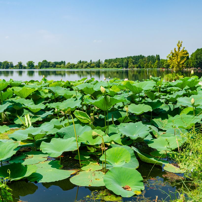Nelumbo nucifera Stellar White - Flor de loto (Follaje)