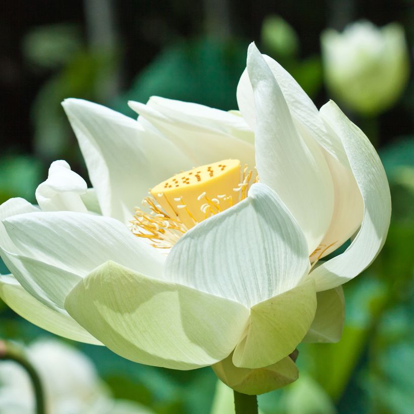 Nelumbo nucifera Stellar White - Flor de loto (Floración)
