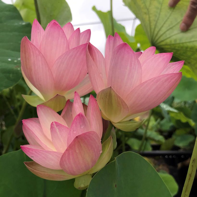 Nelumbo Guifei Zuijiu - Flor de loto (Floración)