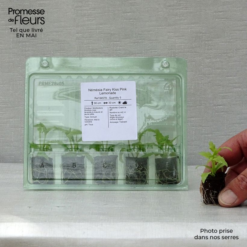 Nemesia Pink Lemonade minicepellón: Ø 1,5/2,5 cm Ejemplar entregado en la primavera