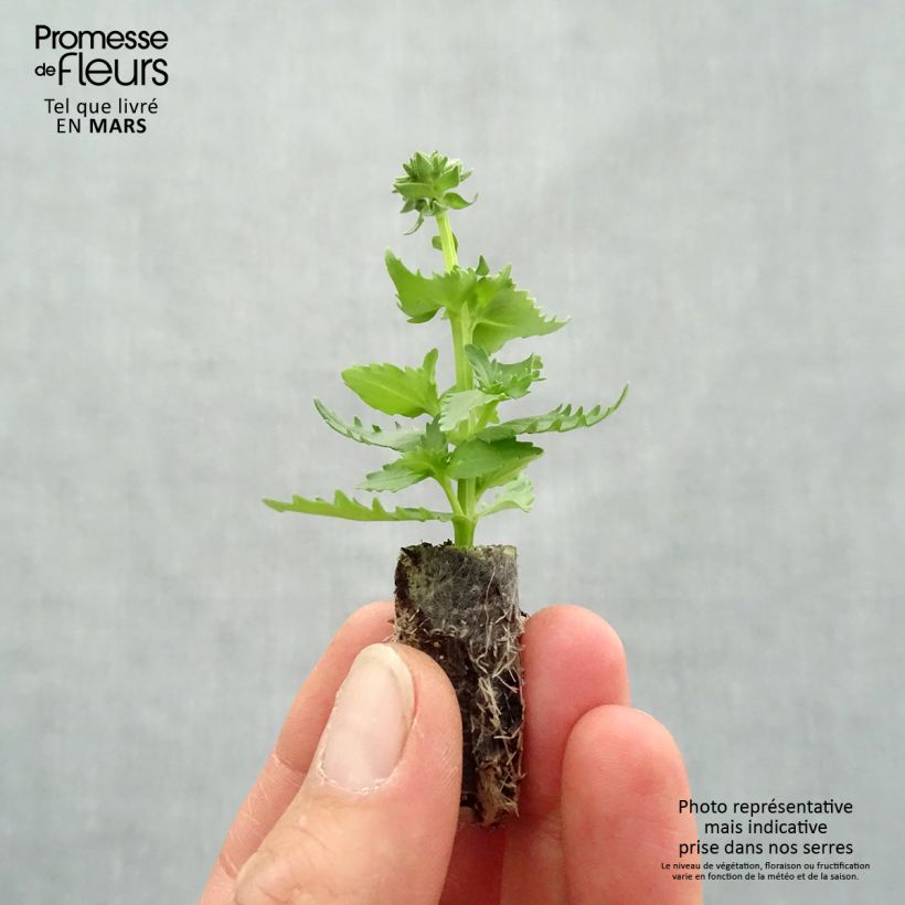 Nemesia hybrida Nesia Burgundy minicepellón: Ø 1,5/2,5 cm Ejemplar entregado en la primavera