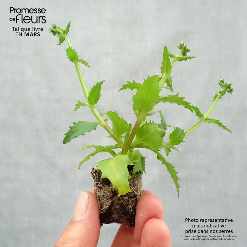 Nemesia strumosa Sunsatia Plus Strawberry minicepellón: Ø 3/4 cm Ejemplar entregado en la primavera