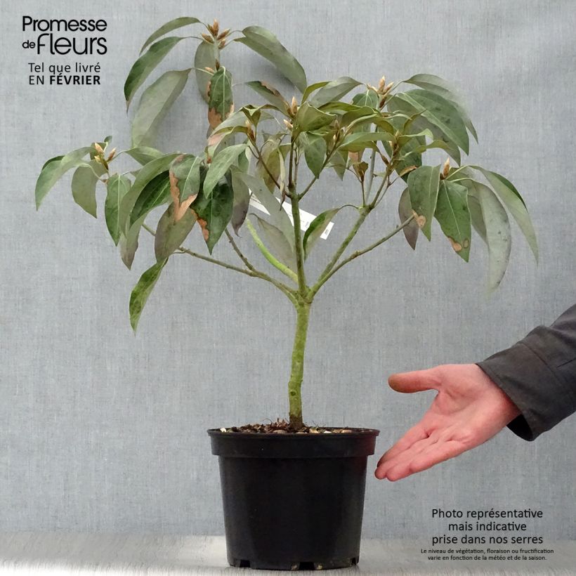 Neolitsea sericea Maceta 4L/5L Ejemplar entregado en invierno