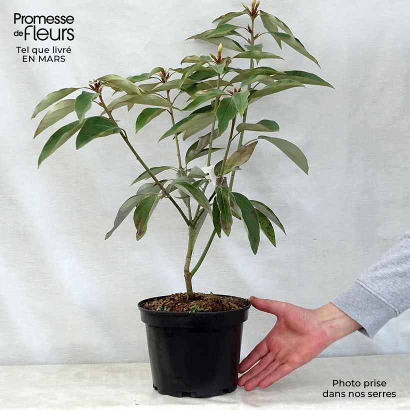 Neolitsea sericea Maceta 4L/5L Ejemplar entregado en la primavera