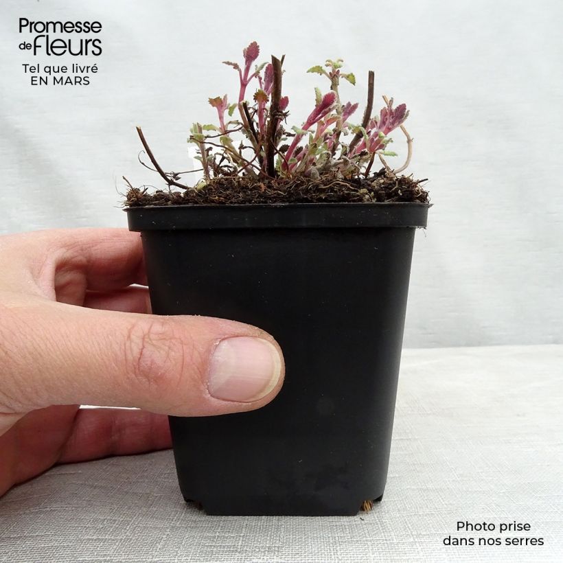 Nepeta faassenii Kit Cat Maceta de 8/9 cm Ejemplar entregado en invierno