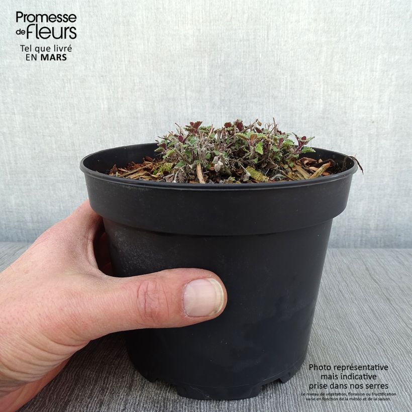 Nepeta faassenii Kit Cat Maceta 2L/3L Ejemplar entregado en invierno