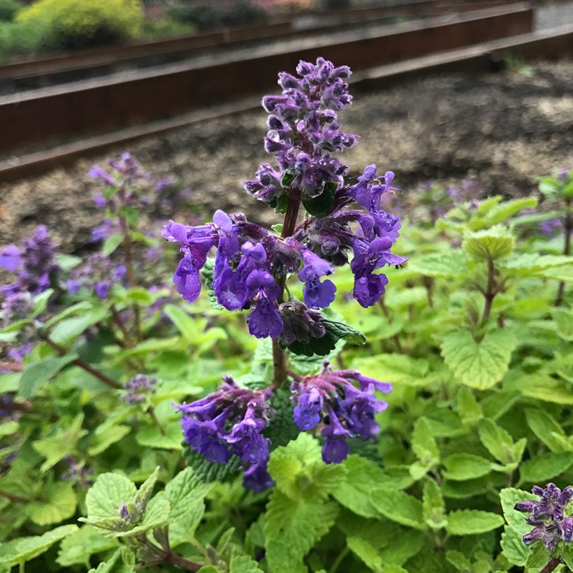 Nepeta Nova Blue - Hierba gatera (Floración)