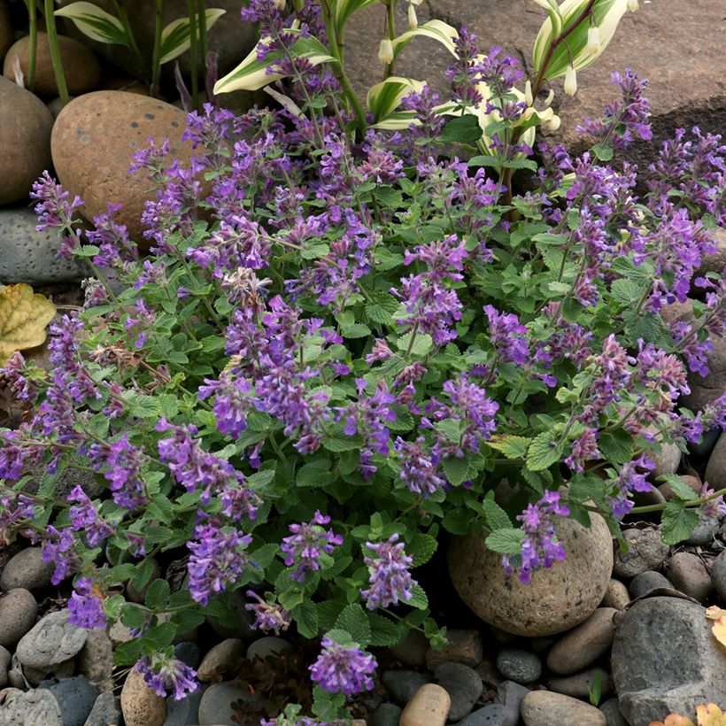 Nepeta Nova Blue - Hierba gatera (Porte)