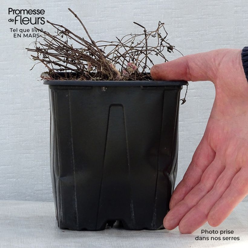 Nepeta faassenii Purrsian Blue Maceta 2L/3L Ejemplar entregado en la primavera