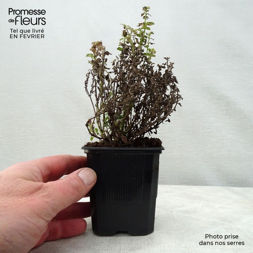 Nepeta faassenii Purrsian Blue Maceta de 8/9 cm Ejemplar entregado en invierno