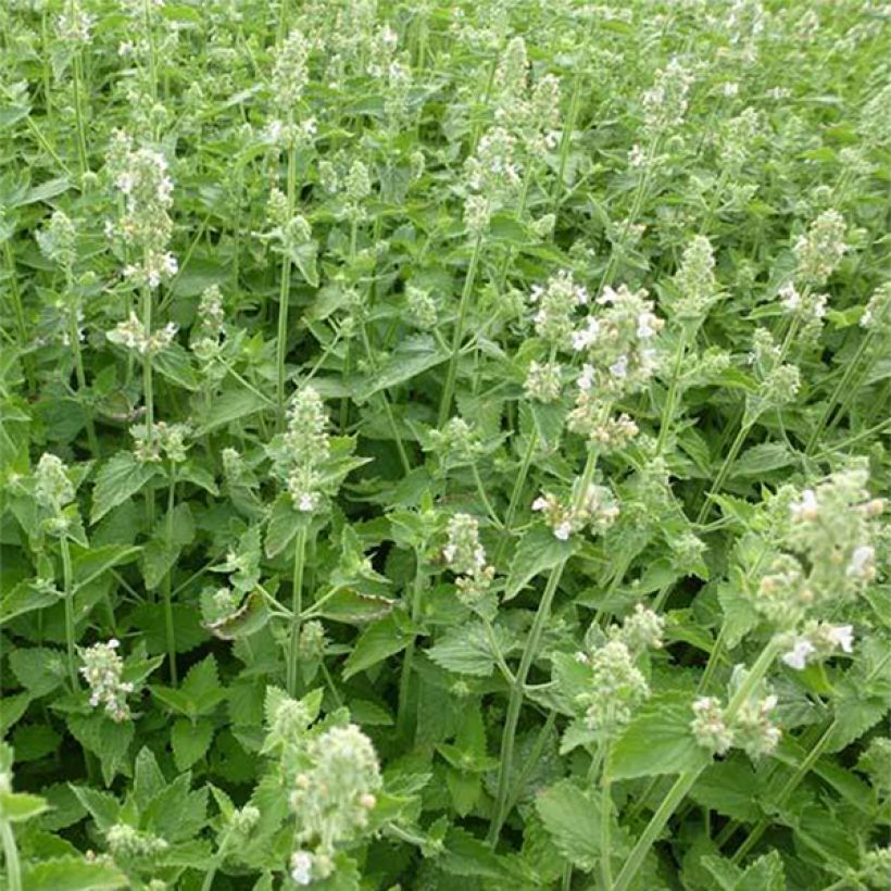 Nepeta cataria Citriodora - Menta del Gato de Limón (Floración)