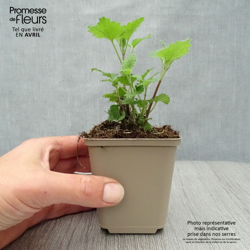 Nepeta cataria Citriodora - Menta del Gato de Limón Maceta de 8/9 cm Ejemplar entregado en la primavera