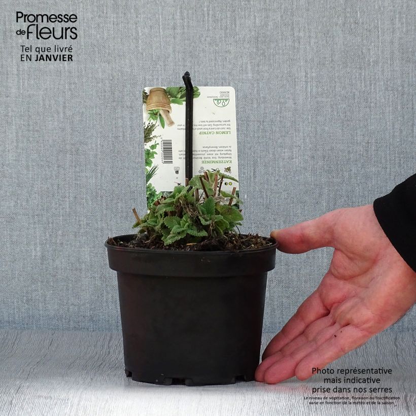 Nepeta cataria Citriodora - Menta del Gato de Limón Maceta 1,5L/2L Ejemplar entregado en invierno