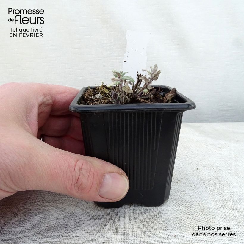 Nepeta faassenii Cat's Meow Maceta de 8/9 cm Ejemplar entregado en invierno