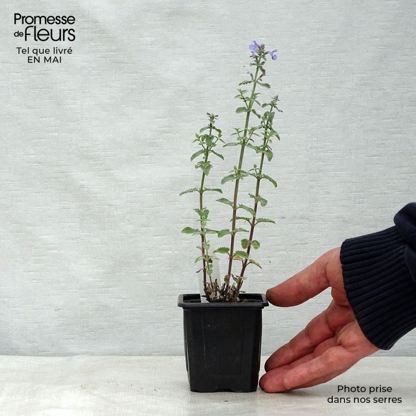 Nepeta faassenii Cat's Meow Maceta de 8/9 cm Ejemplar entregado en la primavera