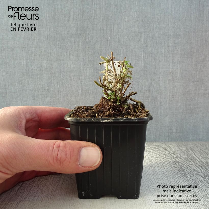 Nepeta faassenii Cat's Pajamas Maceta de 8/9 cm Ejemplar entregado en invierno