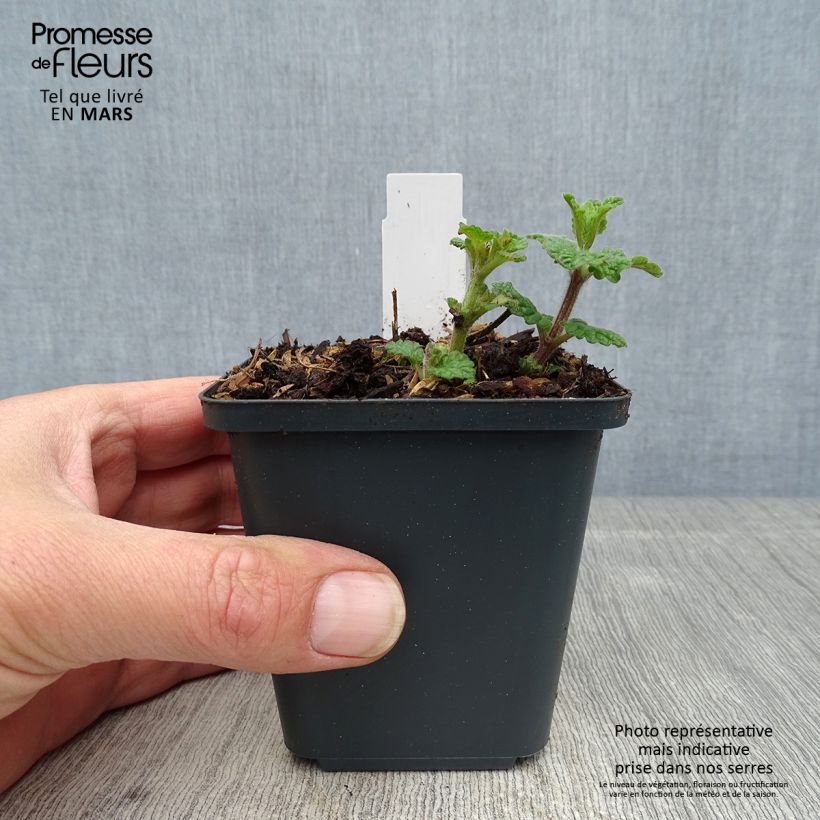 Nepeta faassenii Cat's Pajamas Maceta de 8/9 cm Ejemplar entregado en la primavera