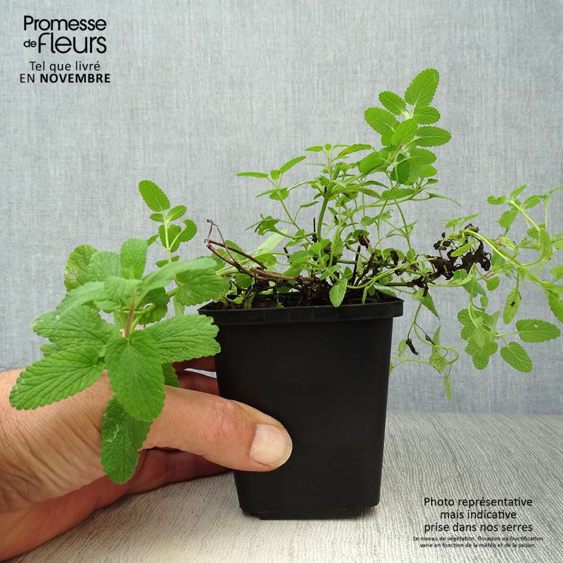 Ejemplar de Nepeta faassenii - Hierba gatera Maceta de 8/9 cm entregado en otoño