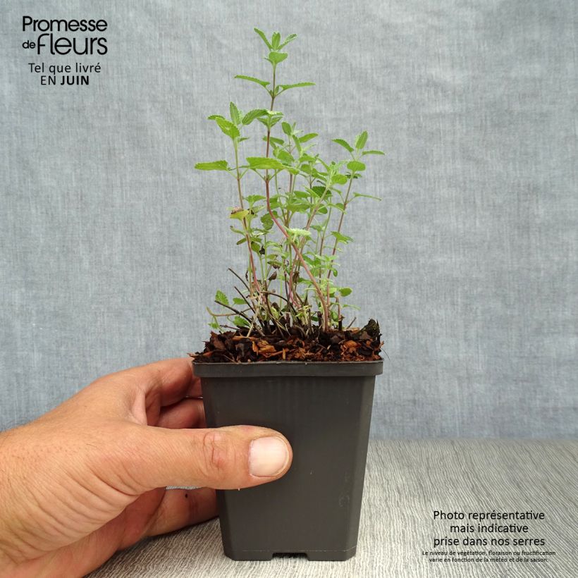 Ejemplar de Nepeta faassenii - Hierba gatera Maceta de 8/9 cm entregado en verano
