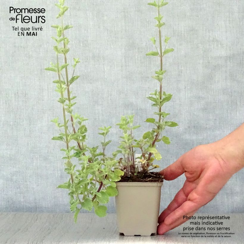 Nepeta faassenii Six Hills Gold Maceta de 8/9 cm Ejemplar entregado en la primavera