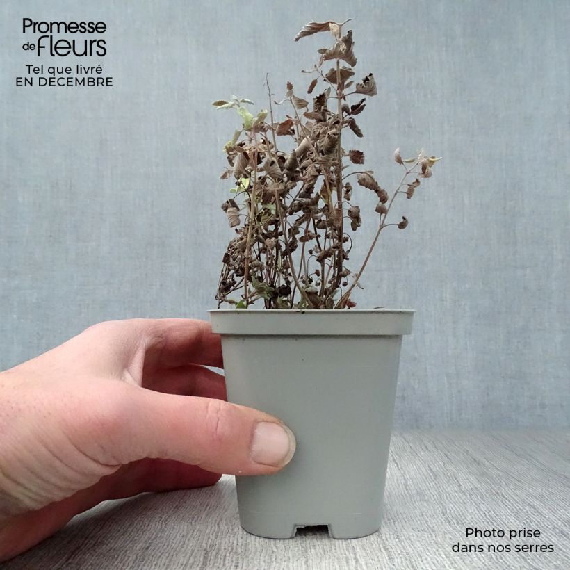 Nepeta faassenii Walker's Low Maceta de 8/9 cm Ejemplar entregado en invierno