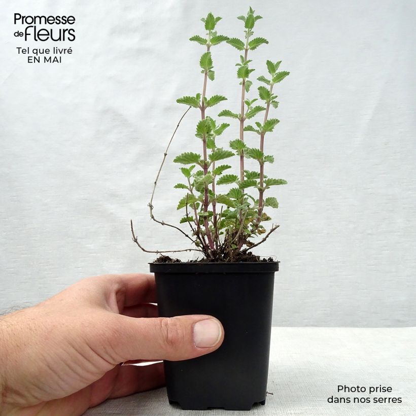 Nepeta faassenii Walker's Low Maceta de 8/9 cm Ejemplar entregado en la primavera