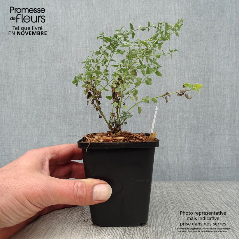 Ejemplar de Nepeta faassenii Walker's Low Maceta de 8/9 cm entregado en otoño