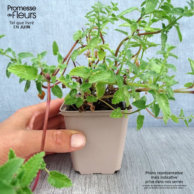 Ejemplar de Nepeta faassenii Walker's Low Maceta de 8/9 cm entregado en verano