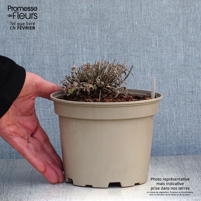 Nepeta faassenii Walker's Low Maceta 2L/3L Ejemplar entregado en invierno