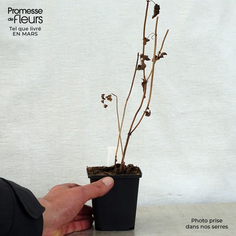 Nepeta govaniana Maceta de 8/9 cm Ejemplar entregado en la primavera