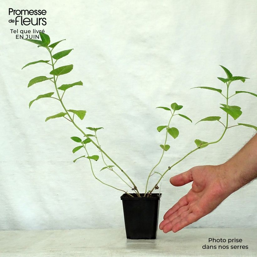 Ejemplar de Nepeta govaniana Maceta de 8/9 cm entregado en verano