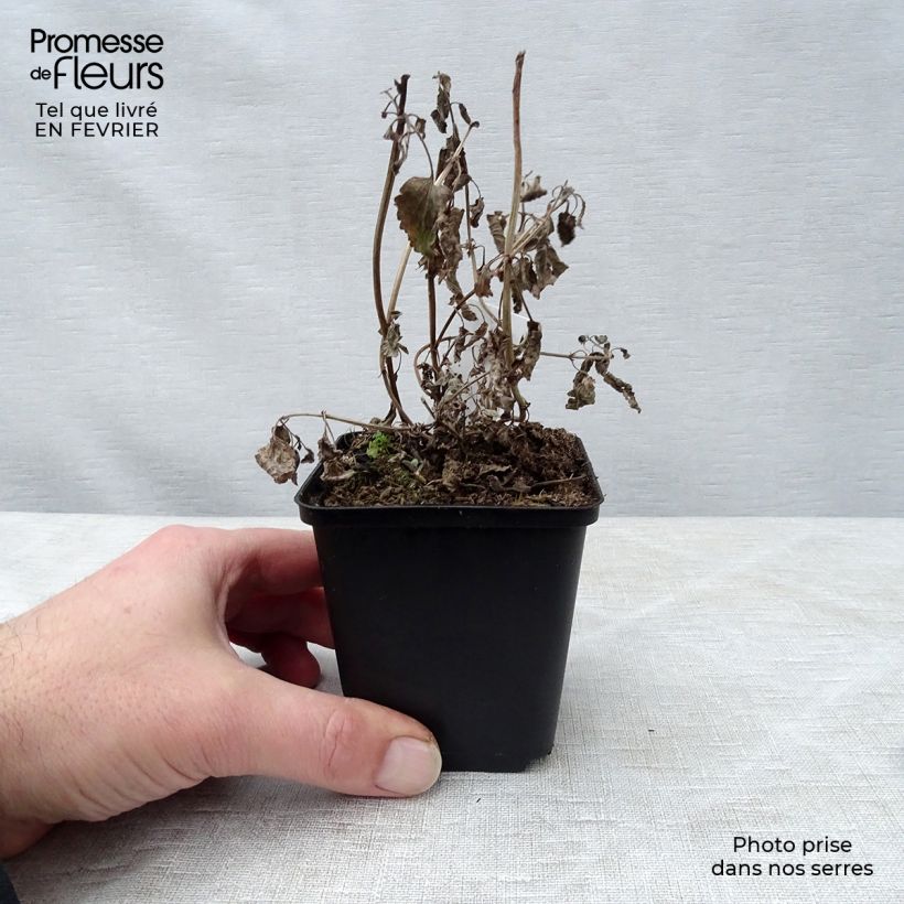 Nepeta grandiflora Bramdean Maceta de 8/9 cm Ejemplar entregado en invierno