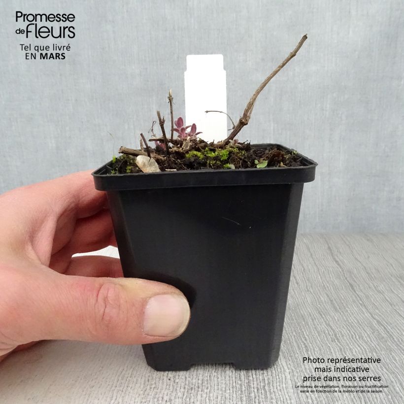 Nepeta grandiflora Bramdean Maceta de 8/9 cm Ejemplar entregado en la primavera