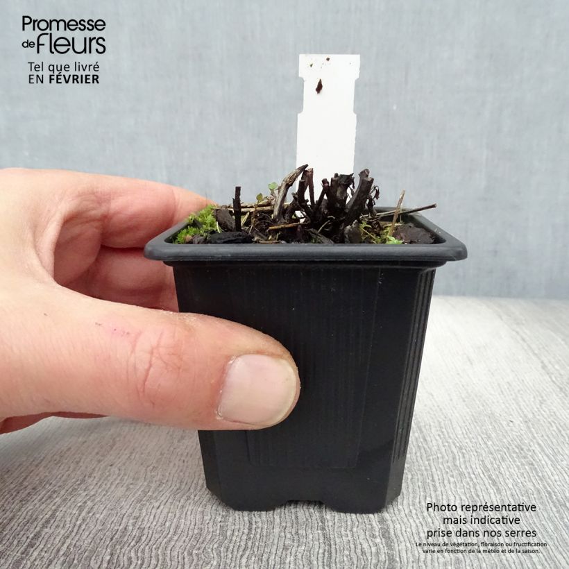 Nepeta grandiflora Dawn to Dusk Maceta de 8/9 cm Ejemplar entregado en invierno