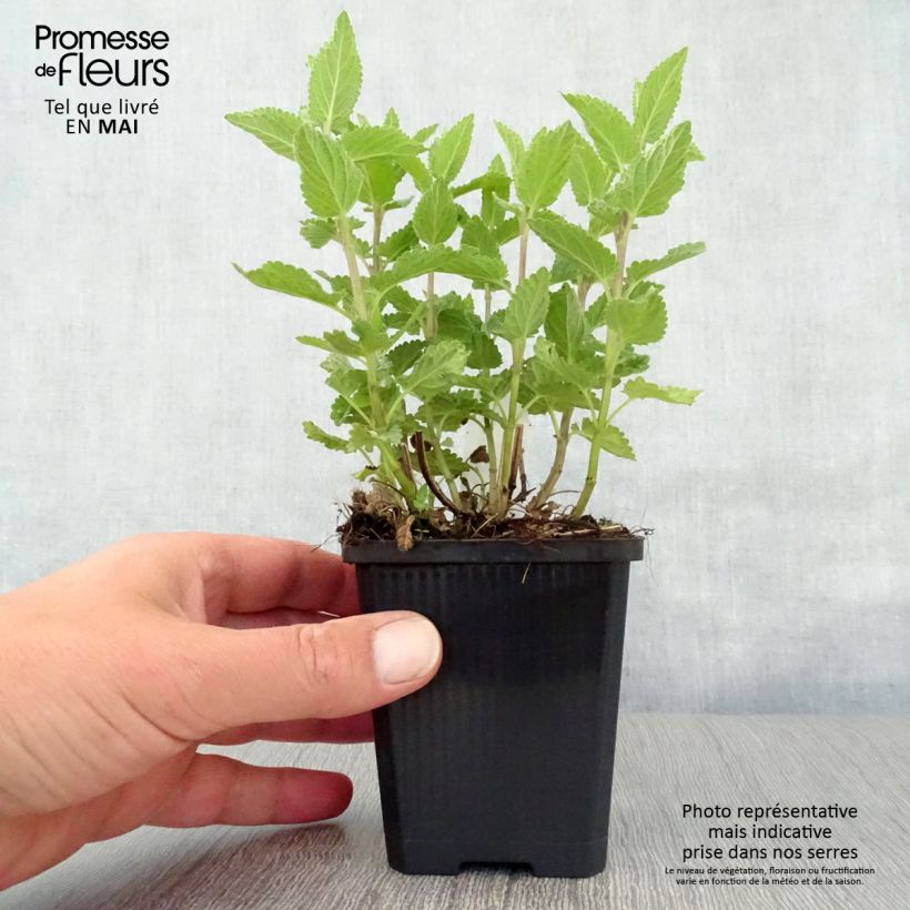 Nepeta grandiflora Dawn to Dusk Maceta de 8/9 cm Ejemplar entregado en la primavera