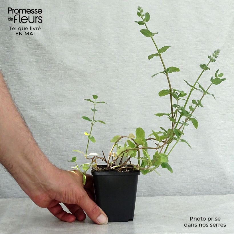 Nepeta grandiflora Summer Magic Maceta de 8/9 cm Ejemplar entregado en la primavera