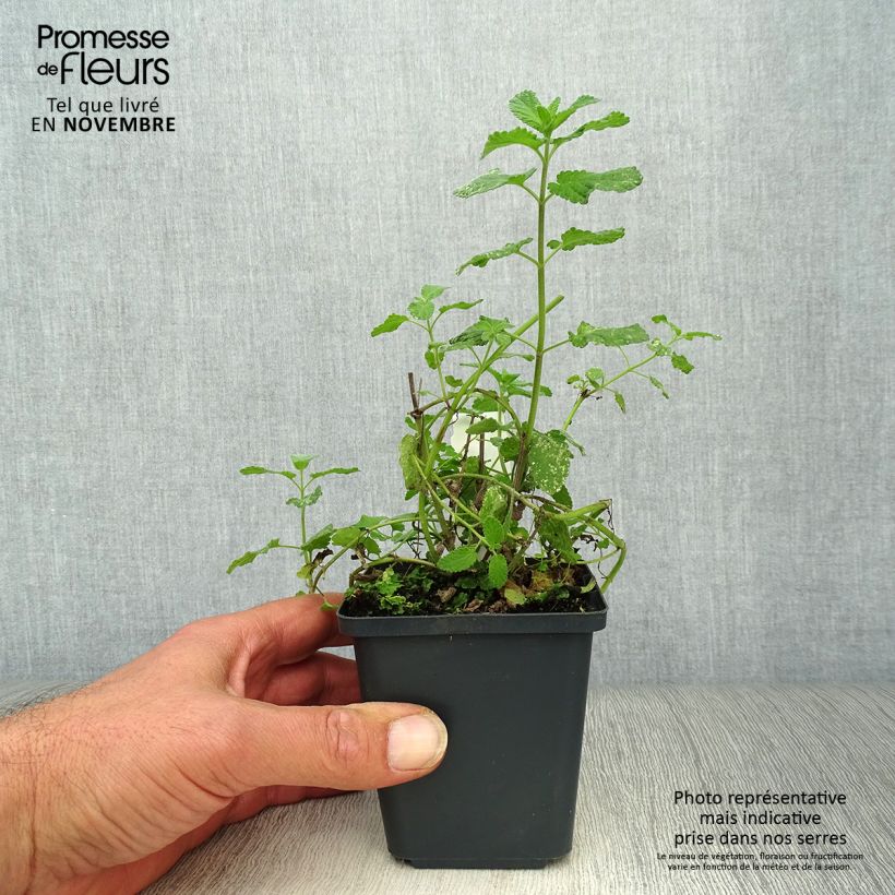 Ejemplar de Nepeta grandiflora Summer Magic Maceta de 8/9 cm entregado en otoño