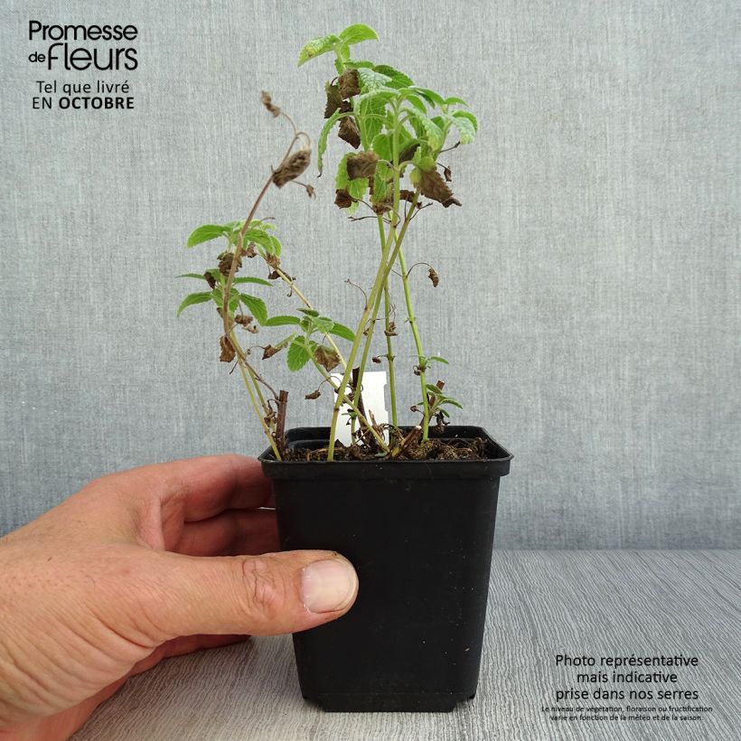 Ejemplar de Nepeta grandiflora Wild Cat Maceta de 8/9 cm entregado en otoño