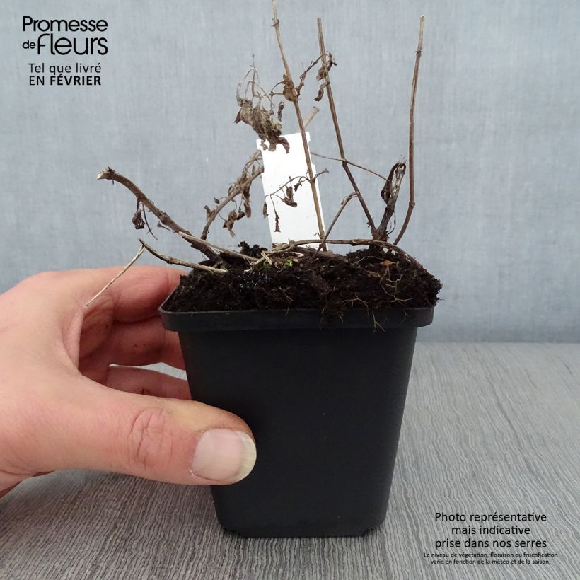 Nepeta grandiflora Wild Cat Maceta de 8/9 cm Ejemplar entregado en invierno