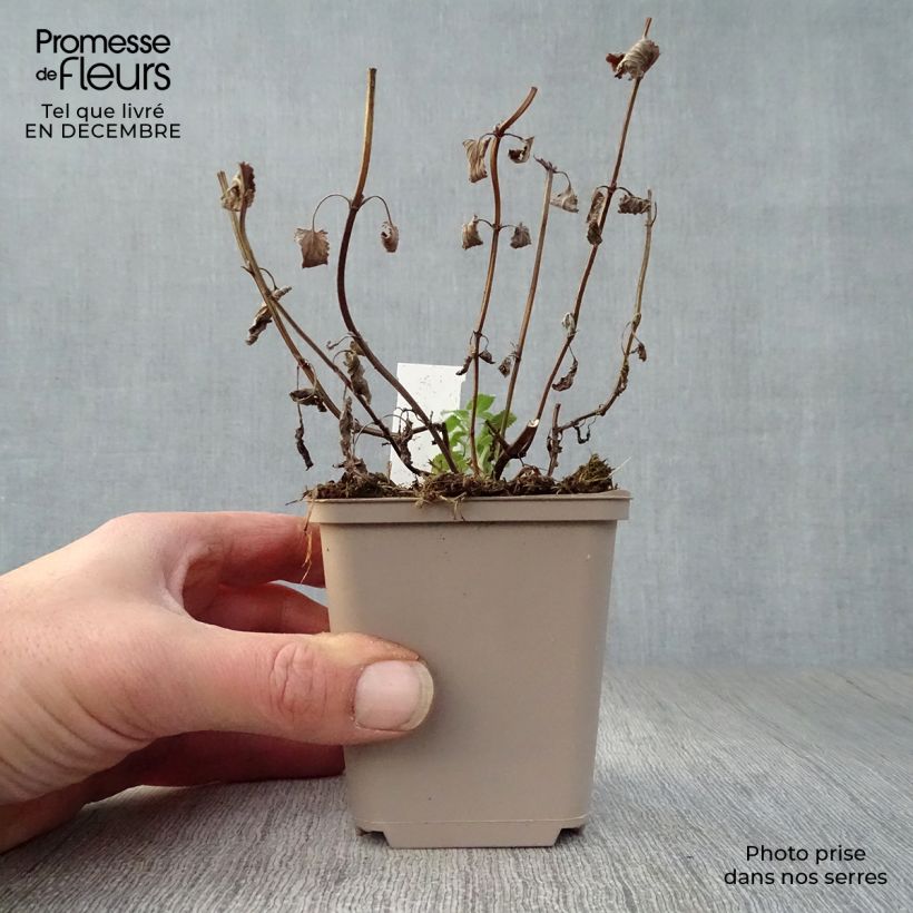 Nepeta grandiflora Zinser's Giant Maceta de 8/9 cm Ejemplar entregado en invierno