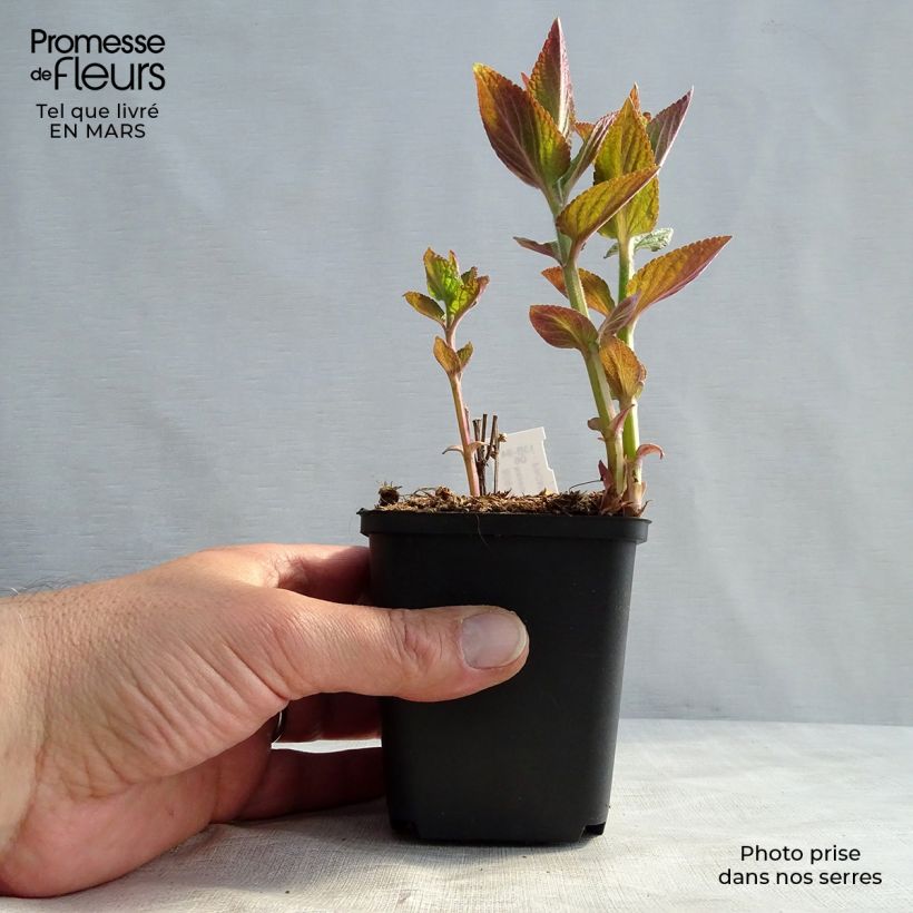 Nepeta manchuriensis Manchu Blue Maceta de 8/9 cm Ejemplar entregado en la primavera