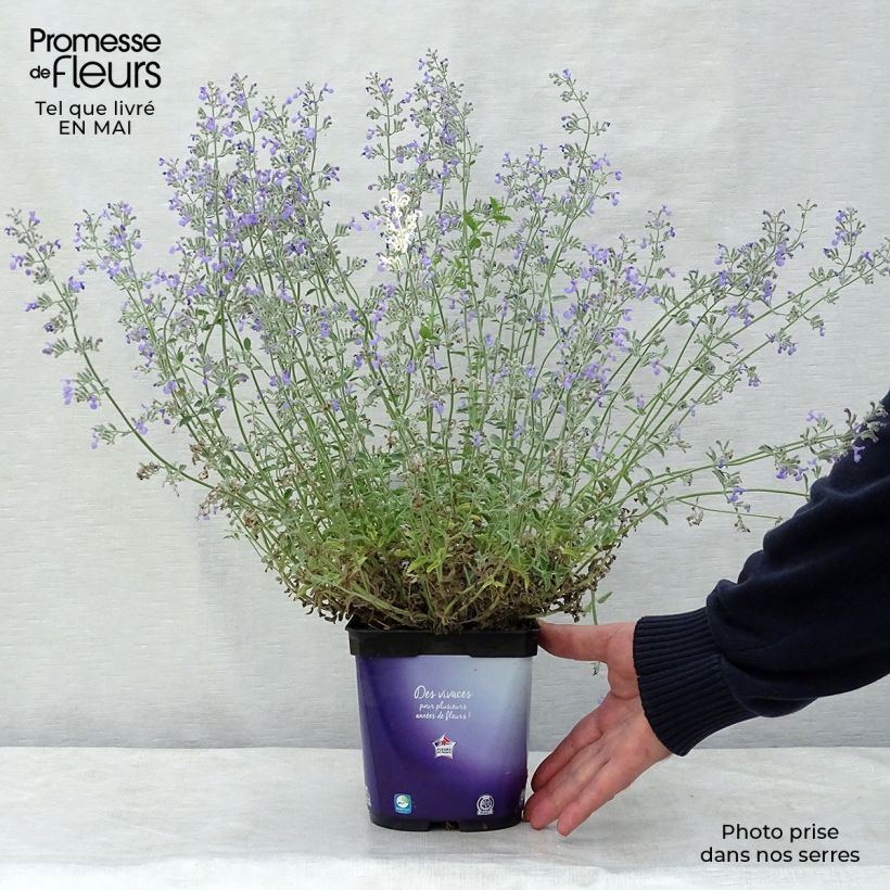 Nepeta mussini Maceta 2L/3L Ejemplar entregado en la primavera